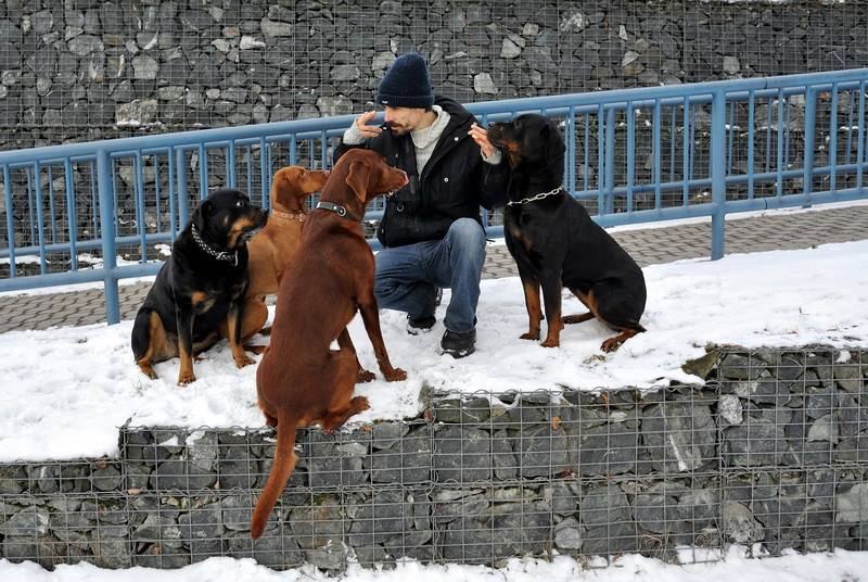 Psi venku jako fallback náhled článku