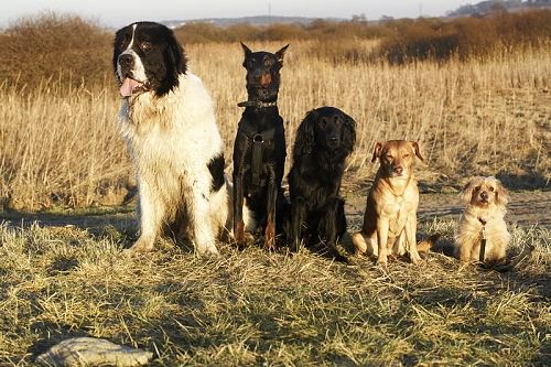 Pes jako fallback náhled článku