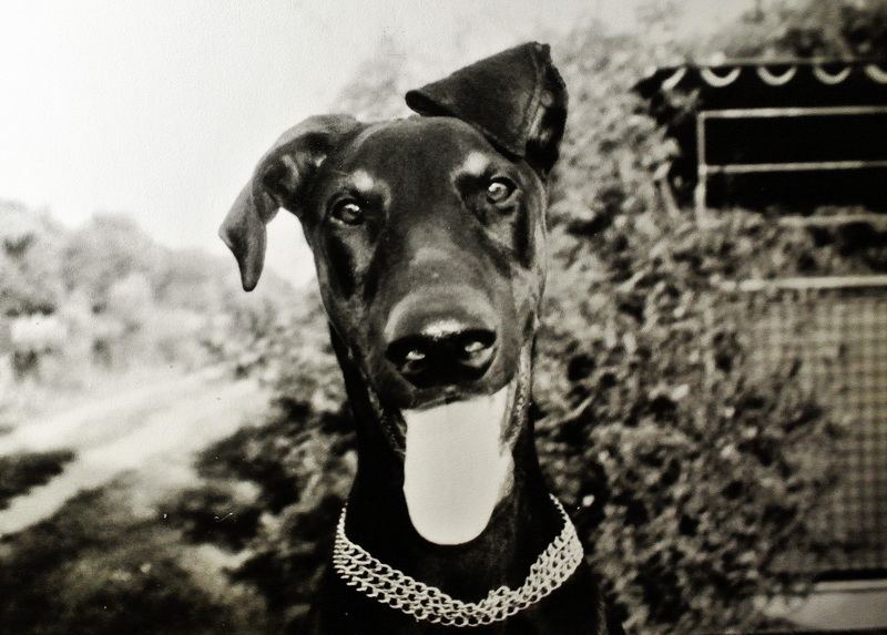 Psí portrét jako fallback náhled článku